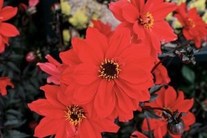 Dahlia_'Bishop_of_Llandaff'