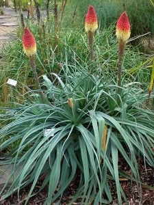 Kniphofia_caulescens