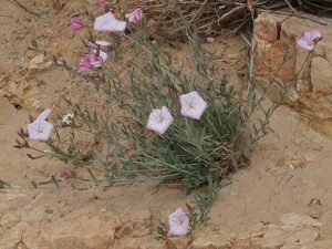 Convolvulus_oleifolius