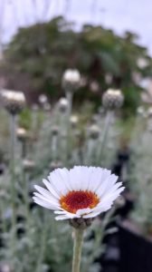 Rhodanthemum_hosmariense_African_Spring