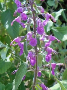 Teucrium_betonicum