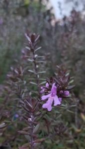 Westringia_fruticosa_Blue_Gem