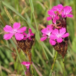 Dianthus_carthusianorum