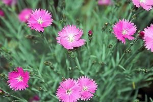 Dianthus_gratianopolitanus