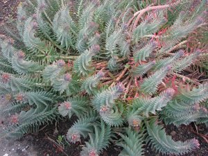 Euphorbia_rigida