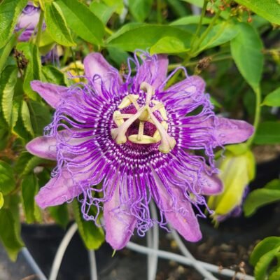 Passiflora incense, Passiflore