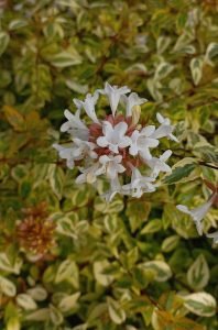 Abelia_kaleidoscope_fleurs