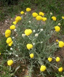 Achillea_coarctata