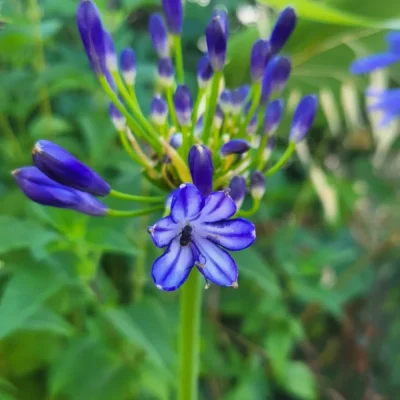 Fleur ouverte et boutons de l’Agapanthus orientalis Storm Cloud photographiés à la pépinière