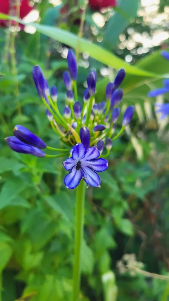 Fleur ouverte et boutons de l’Agapanthus orientalis Storm Cloud photographiés à la pépinière