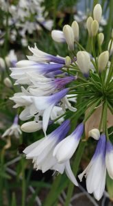 Agapanthus_Fireworks