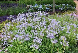 Agapanthus_'Queen_Anne'