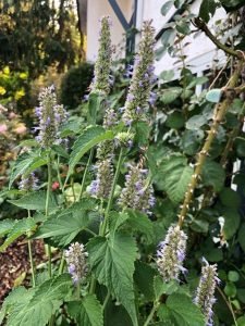 Agastache_Scrophulariifolia