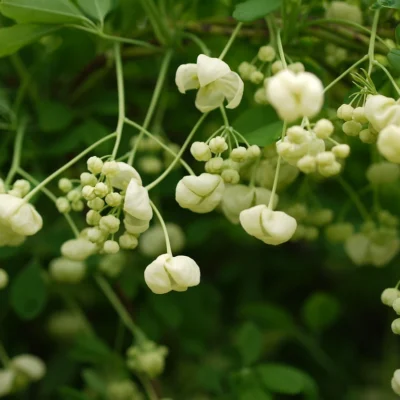 Grappes de fleurs blanc crème de l’Akebia quinata Alba, akébie à fleurs blanches