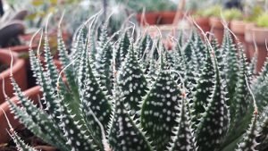 Aloe_aristata