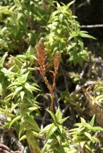 Aloe_morijensis_03