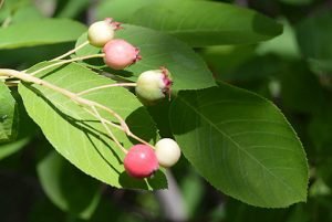 Amelanchier_canadensis