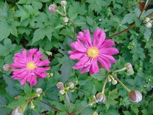 Anemone_'Prinz_Heinrich'