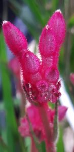 Anigozantos_rose
