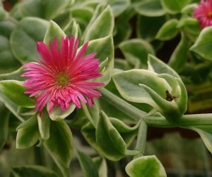 Aptenia_cordifolia_'Variegata'