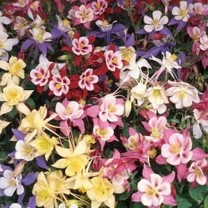 Aquilegia_Early_Bird