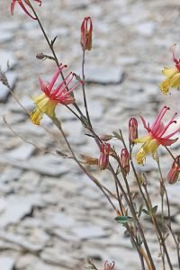 Aquilegia_barnebyi