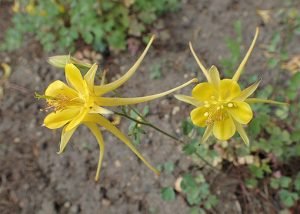 Aquilegia_chrysantha_Denver_Gold