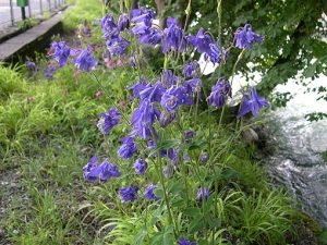 Aquilegia_vulgaris