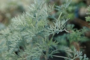 Artemisia_Powis_Castle