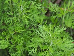 Artemisia_abrotanum