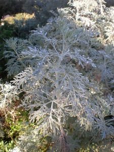 Artemisia_arborescens