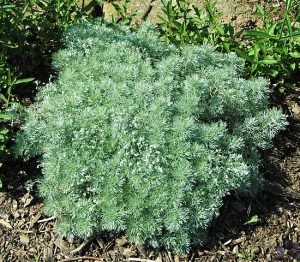 Artemisia_schmidtiana