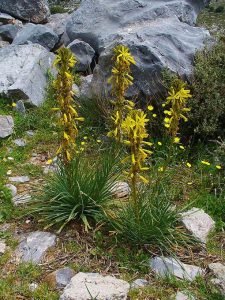 Asphodeline_lutea