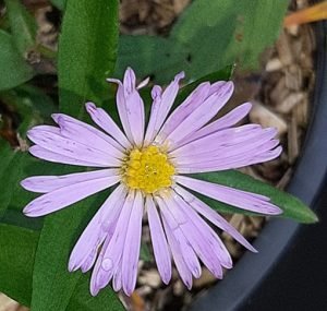 Aster_Henri_Picot