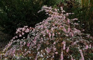 Aster_lateriflorus_var._horizontalis_'Lady_in_Black'