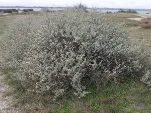 Atriplex_halimus