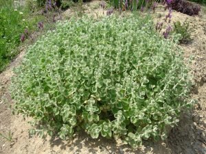 Ballota_pseudodictamnus_1