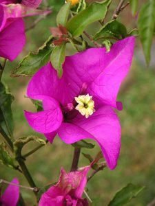 Bougainvillea_glabra