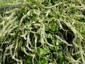 Boussaingaultia_cordifolia