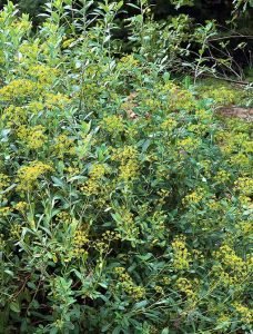 Bupleurum_fruticosum