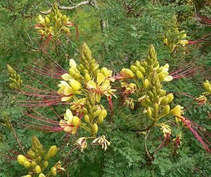 Caesalpinia_gilliesii