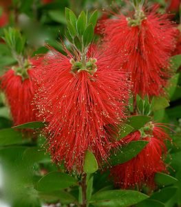 Callistemon_Laevis