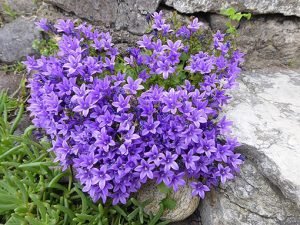 Campanula_portenschlagiana
