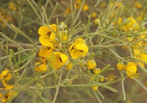 Cassia_artemisioides