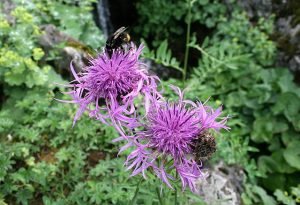 Centaurea_scabiosa_ssp