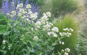 Centhranthus_ruber_alba