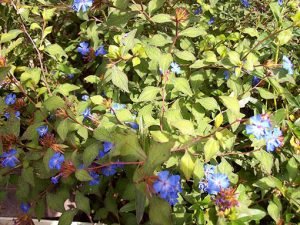 Cerastostigma_griffitthi