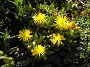 Chasmatophyllum_musculinum