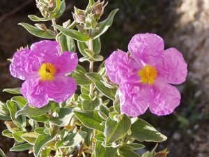 Cistus_albidus