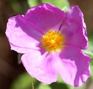 Cistus_incanus